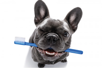 Як часто потрібно чистити зуби собаці?
