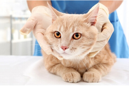 Распространенные болезни кошек