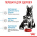 Royal Canin Maxi Starter сухий корм для собак великих порід наприкінці вагітності та в період лактації, а також для цуценят великих порід фото