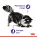 Royal Canin Appetite Control in Jally консерва для взрослых кошек предрасположенных к набору лишнего веса (в желе) фото