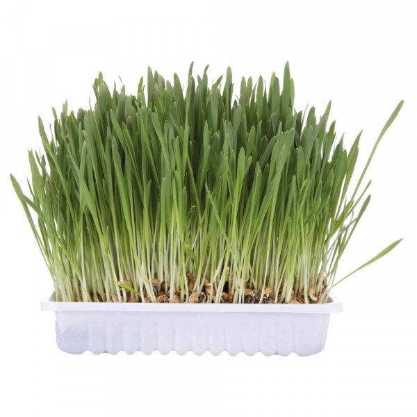 Тrixie Cat Grass Трава для кішок, насіння ячменю, контейнер фото