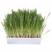 Тrixie Cat Grass Трава для кішок, насіння ячменю, контейнер фото